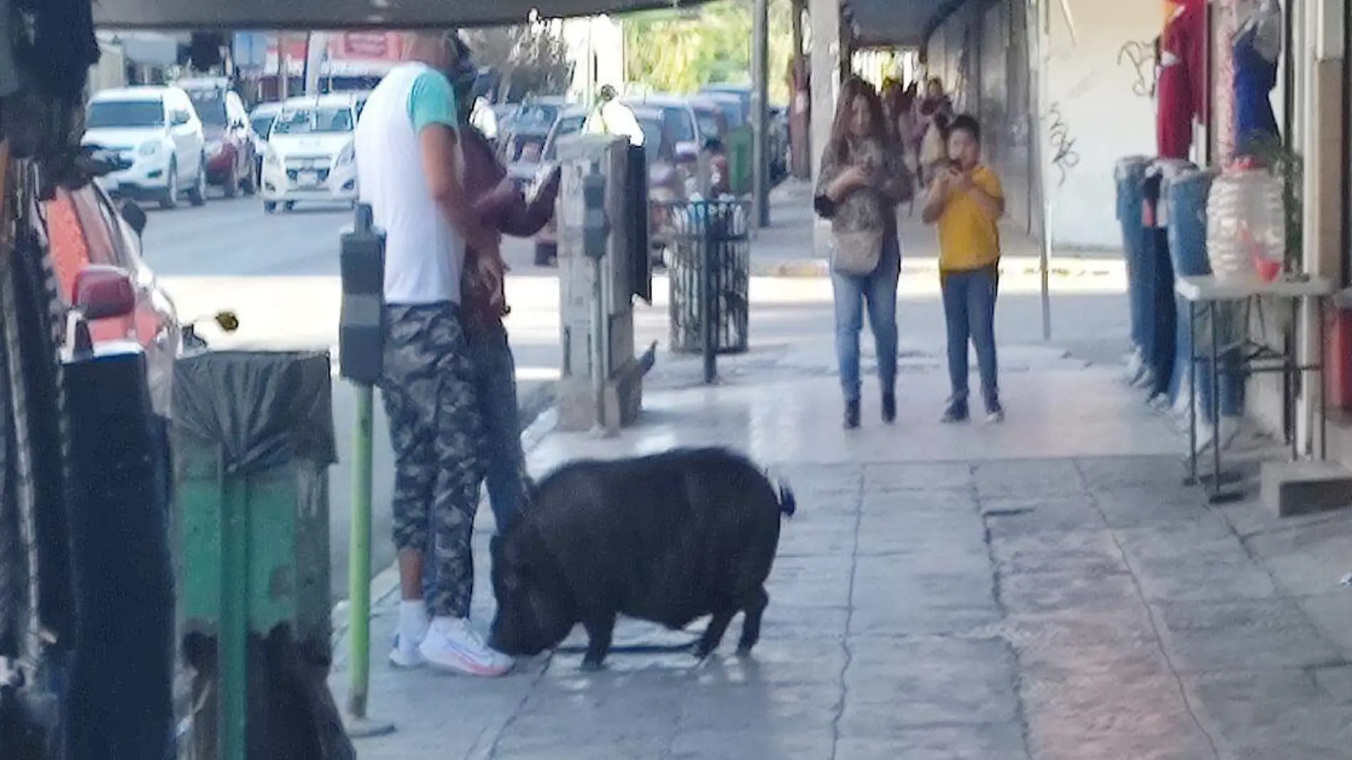 Captan a hombre paseando con su cerdo de mascota y se hace viral